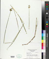 Carex alata image