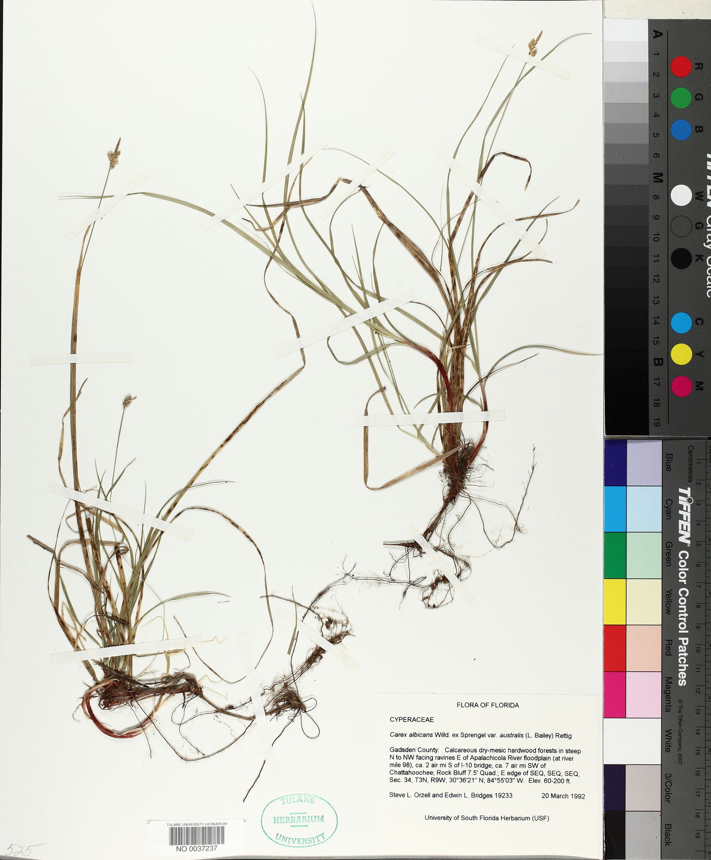 Carex albicans image