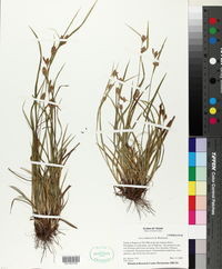 Carex bulbostylis image