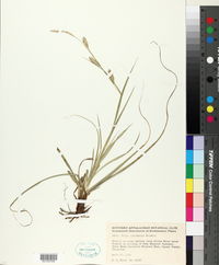 Carex cherokeensis image