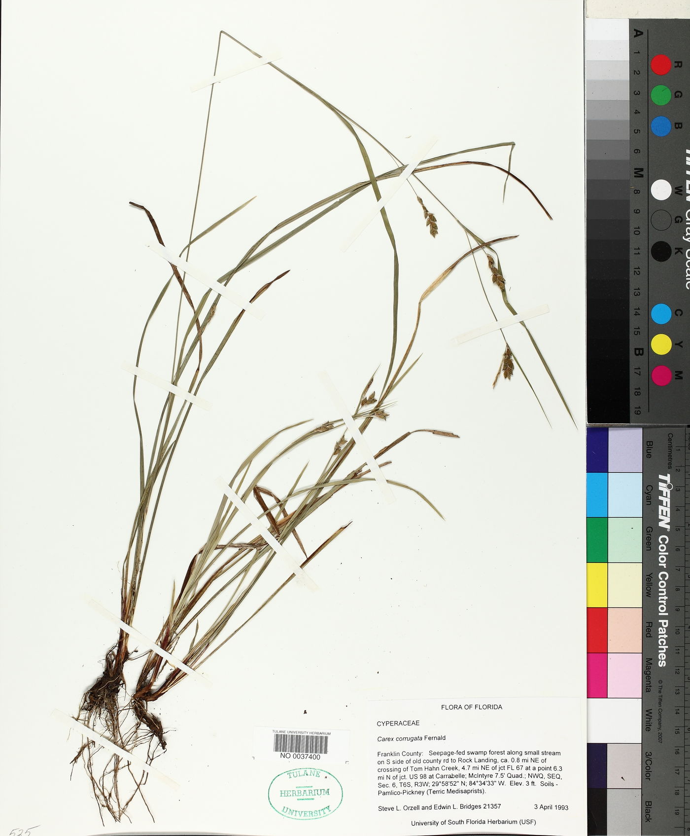 Carex corrugata image