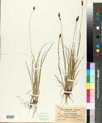 Carex halleriana image