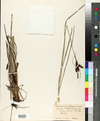 Carex joorii image