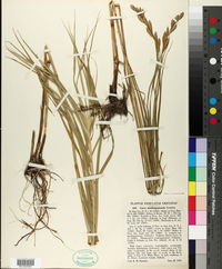 Carex muskingumensis image