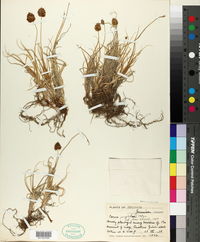 Carex perglobosa image
