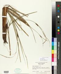 Carex striata image