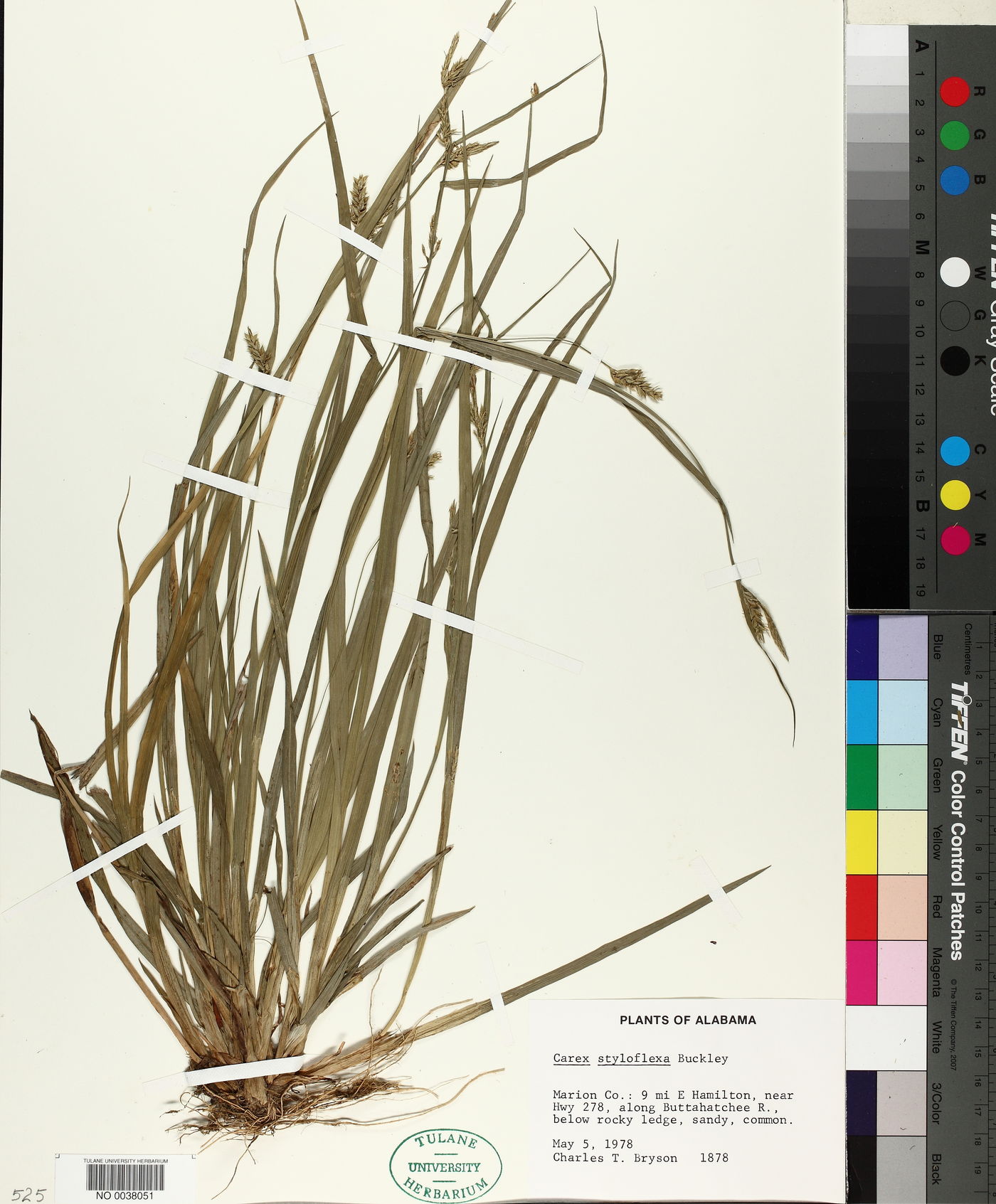 Carex styloflexa image