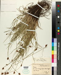 Carex subbracteata image