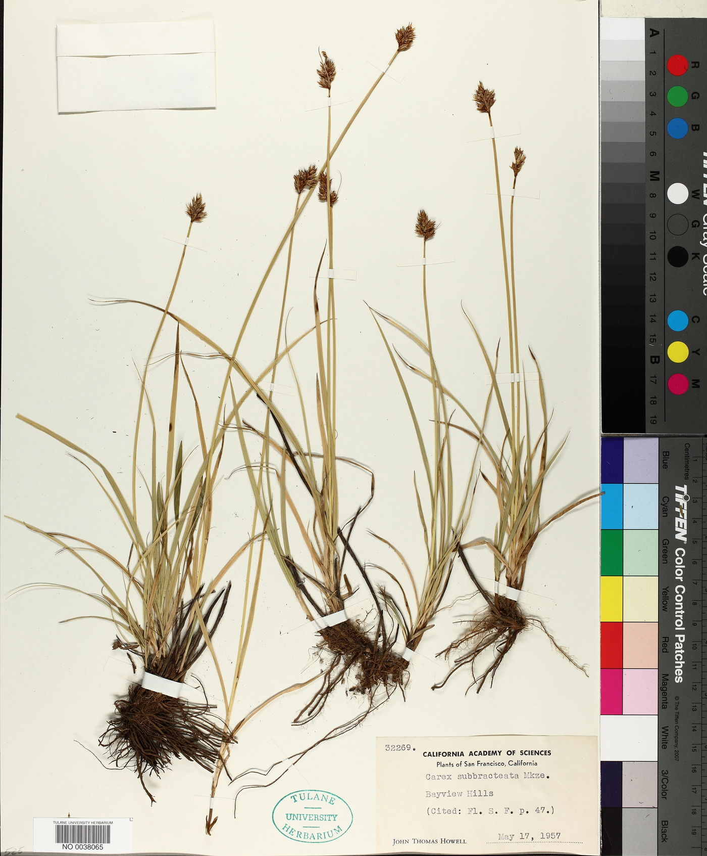 Carex subbracteata image