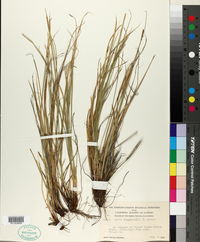 Image of Carex tompkinsii