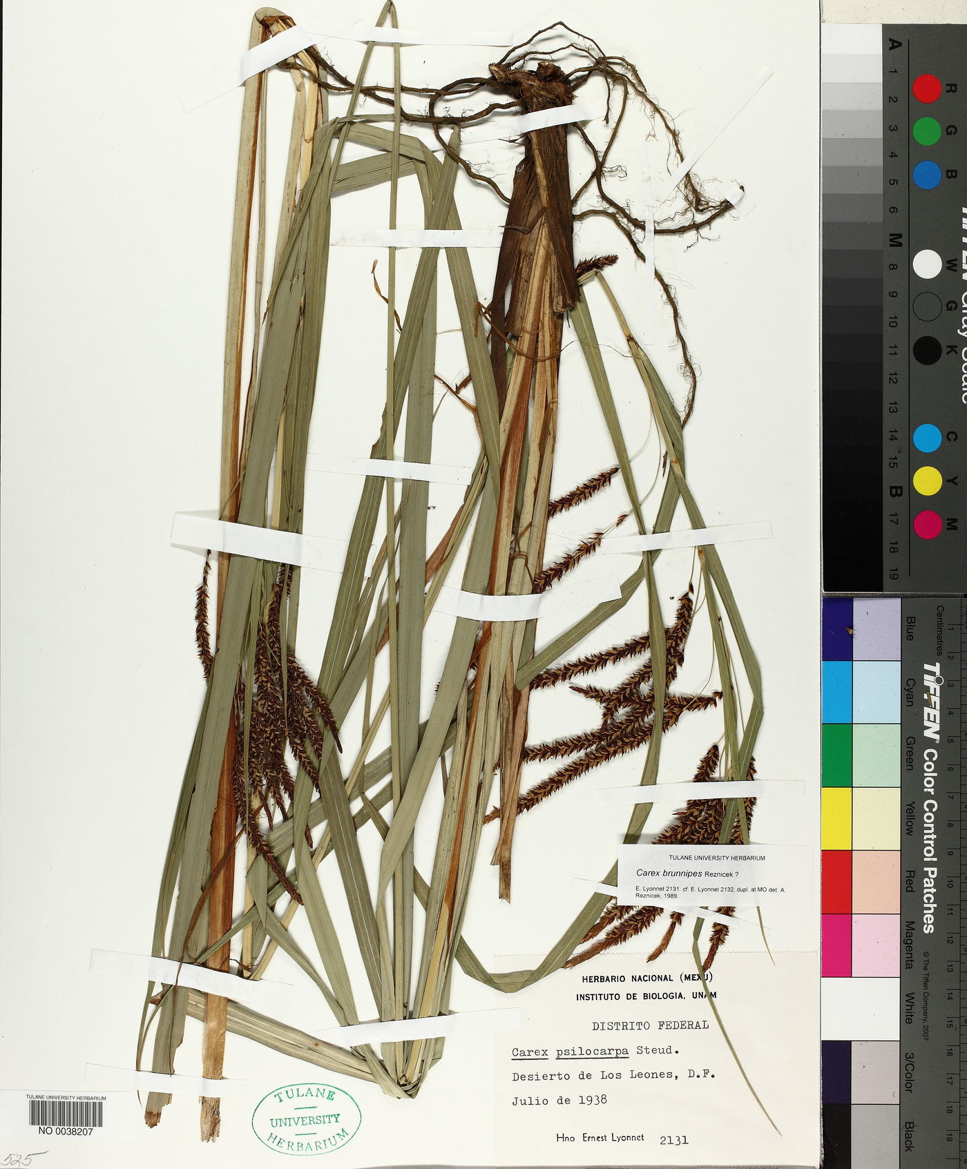 Carex brunnipes image