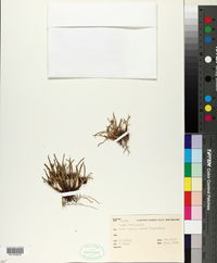 Image of Carex berggrenii