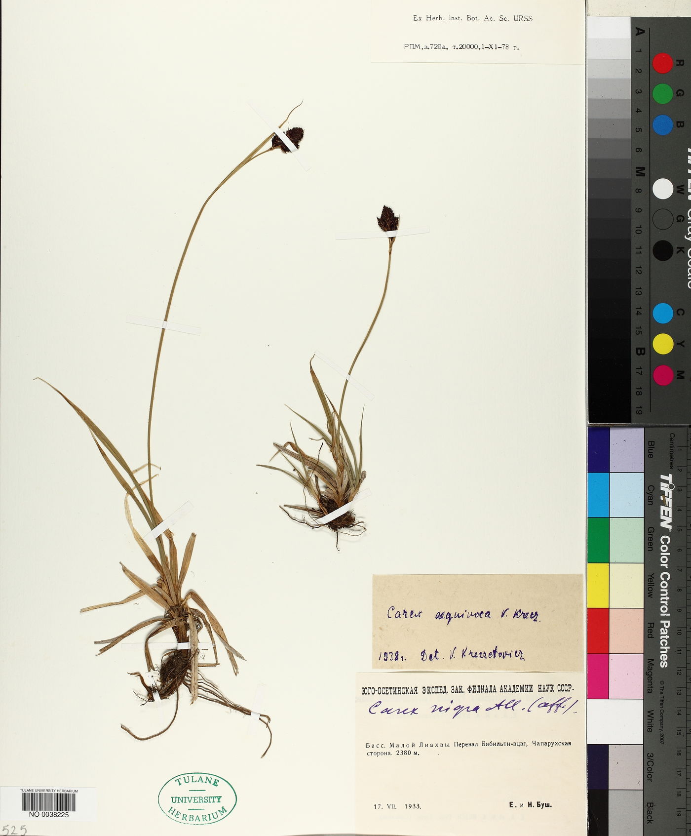 Carex aterrima subsp. medwedewii image