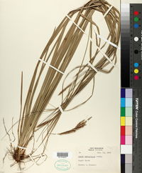 Image of Carex bermudiana