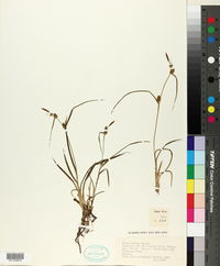 Image of Carex demissa