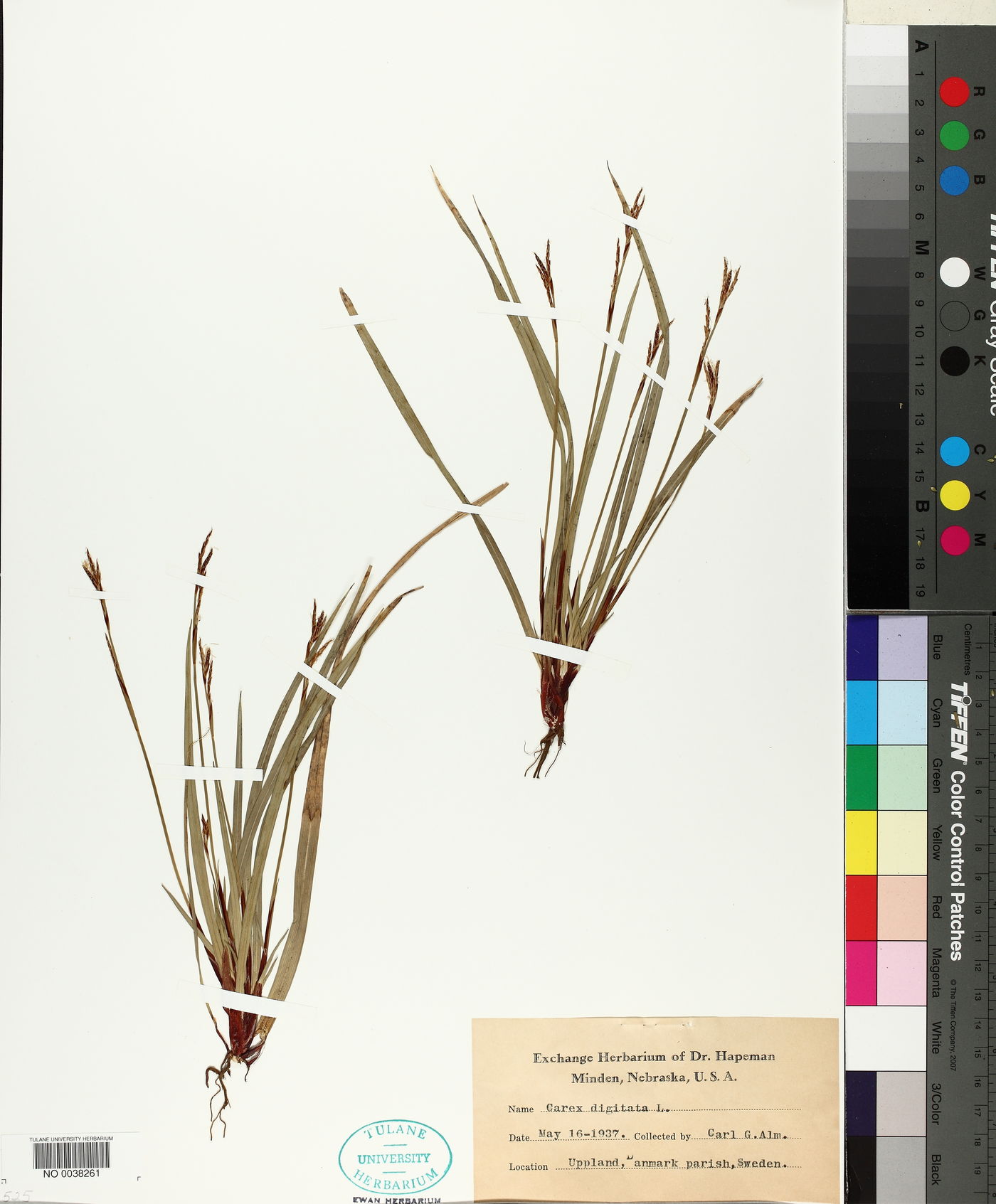 Carex digitata image