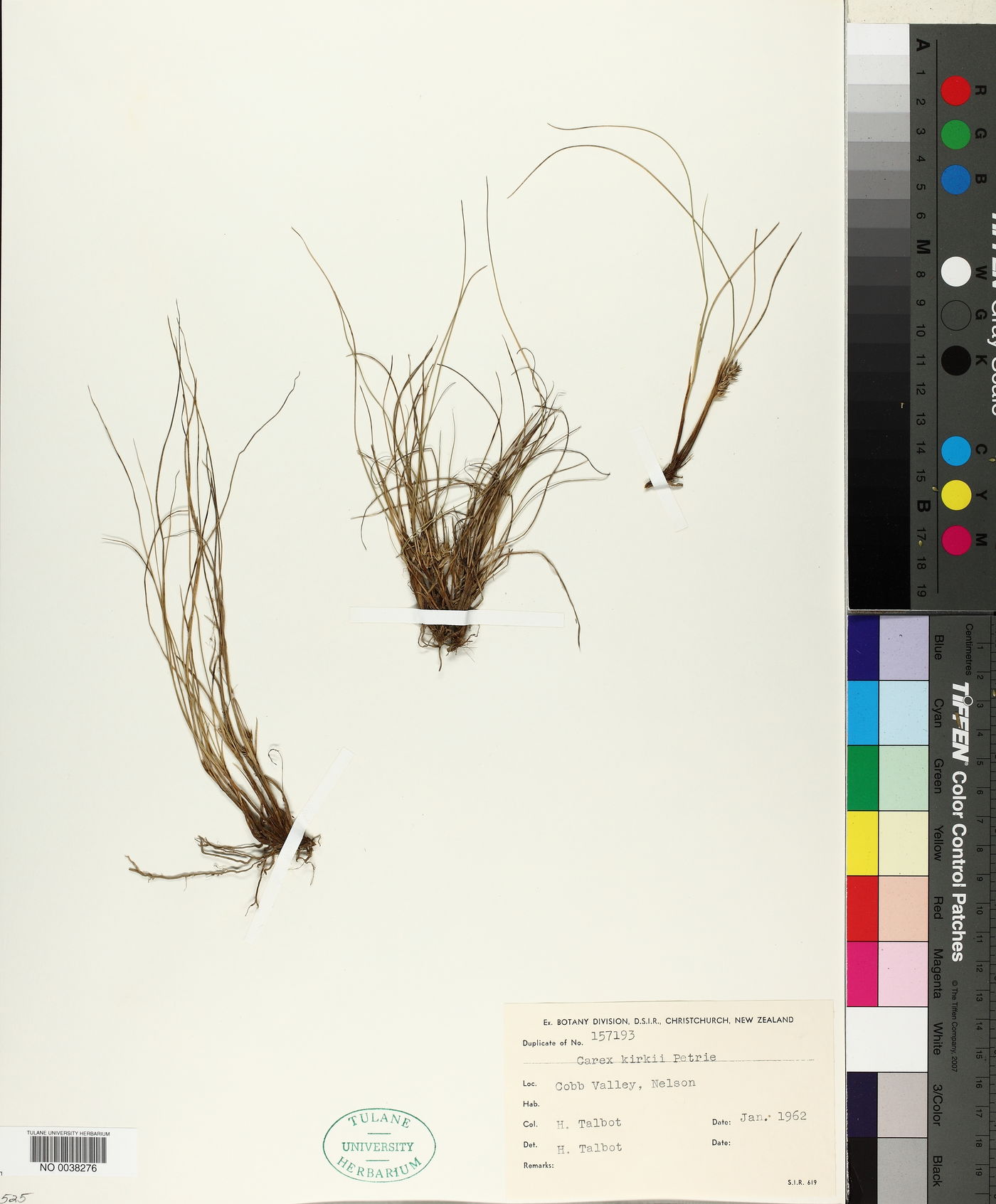 Carex kirkii image