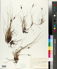 Carex gaudichaudiana image