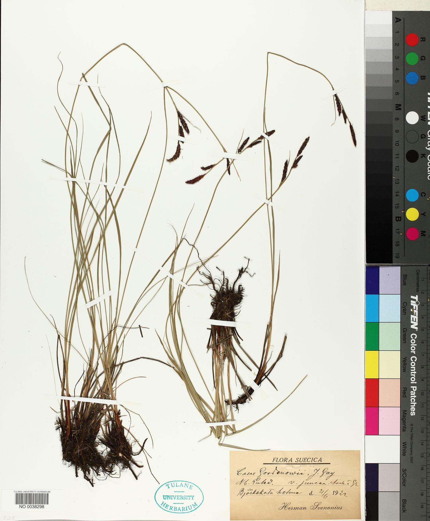 Carex goodenowii image