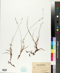 Carex globularis image