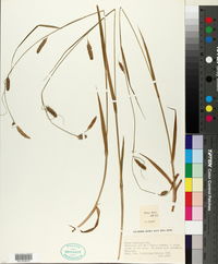 Carex laevigata image