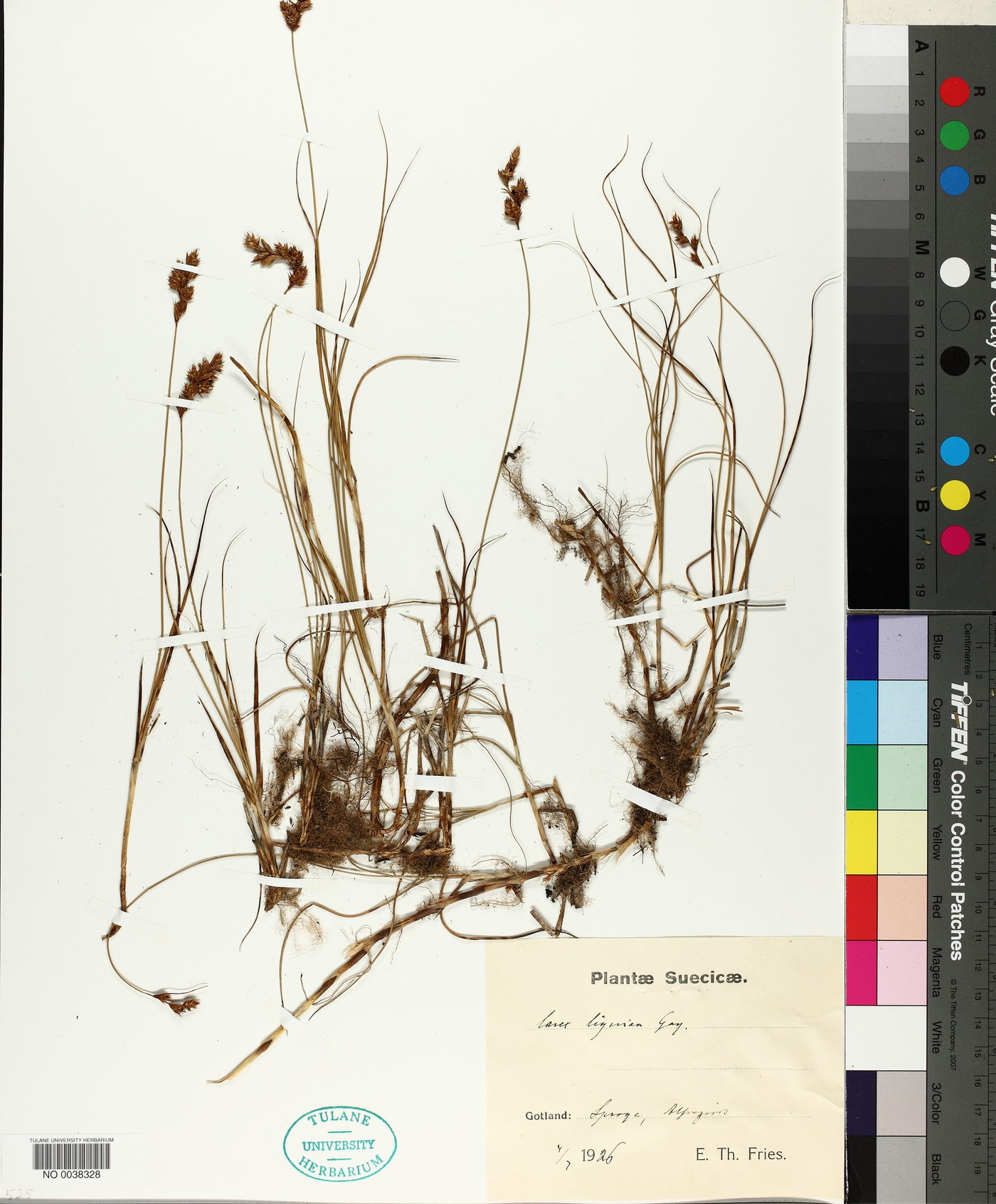 Carex colchica image