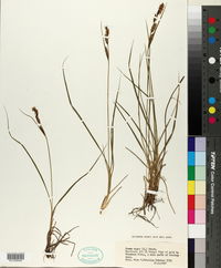 Carex nigra image