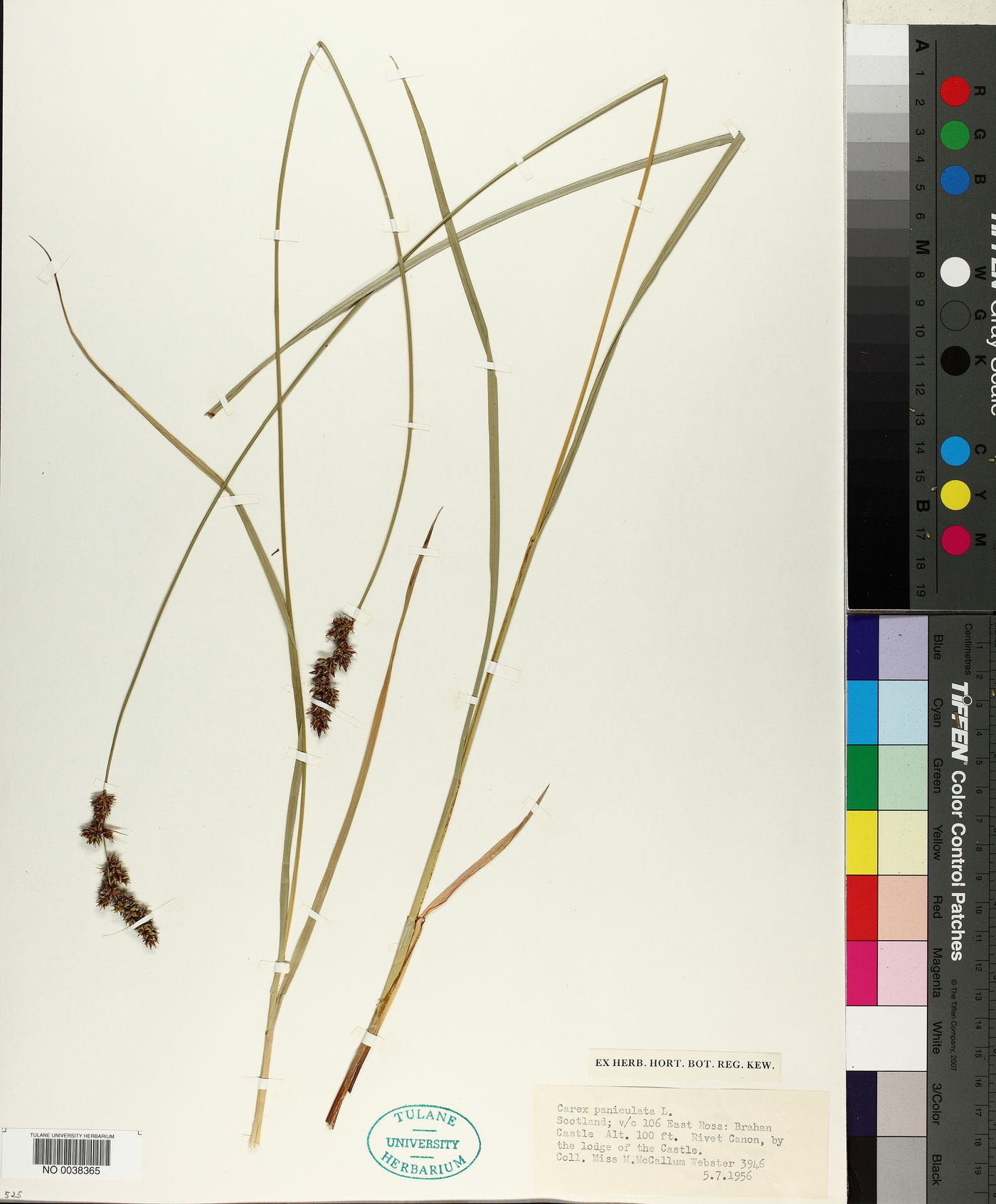 Carex paniculata image
