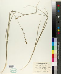 Carex polyphylla image