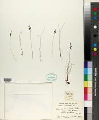 Carex pulicaris image