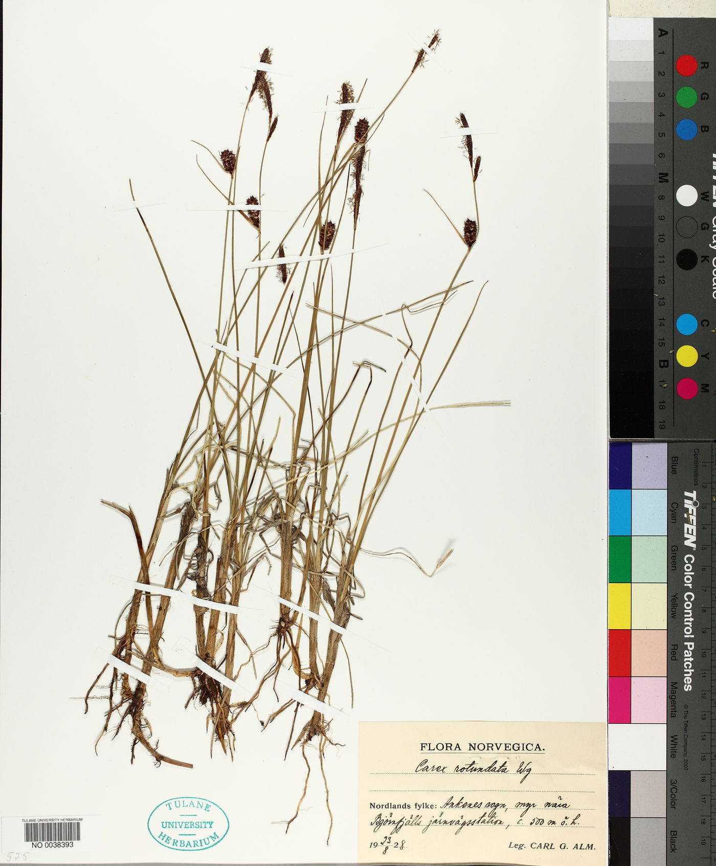 Carex rotundata image