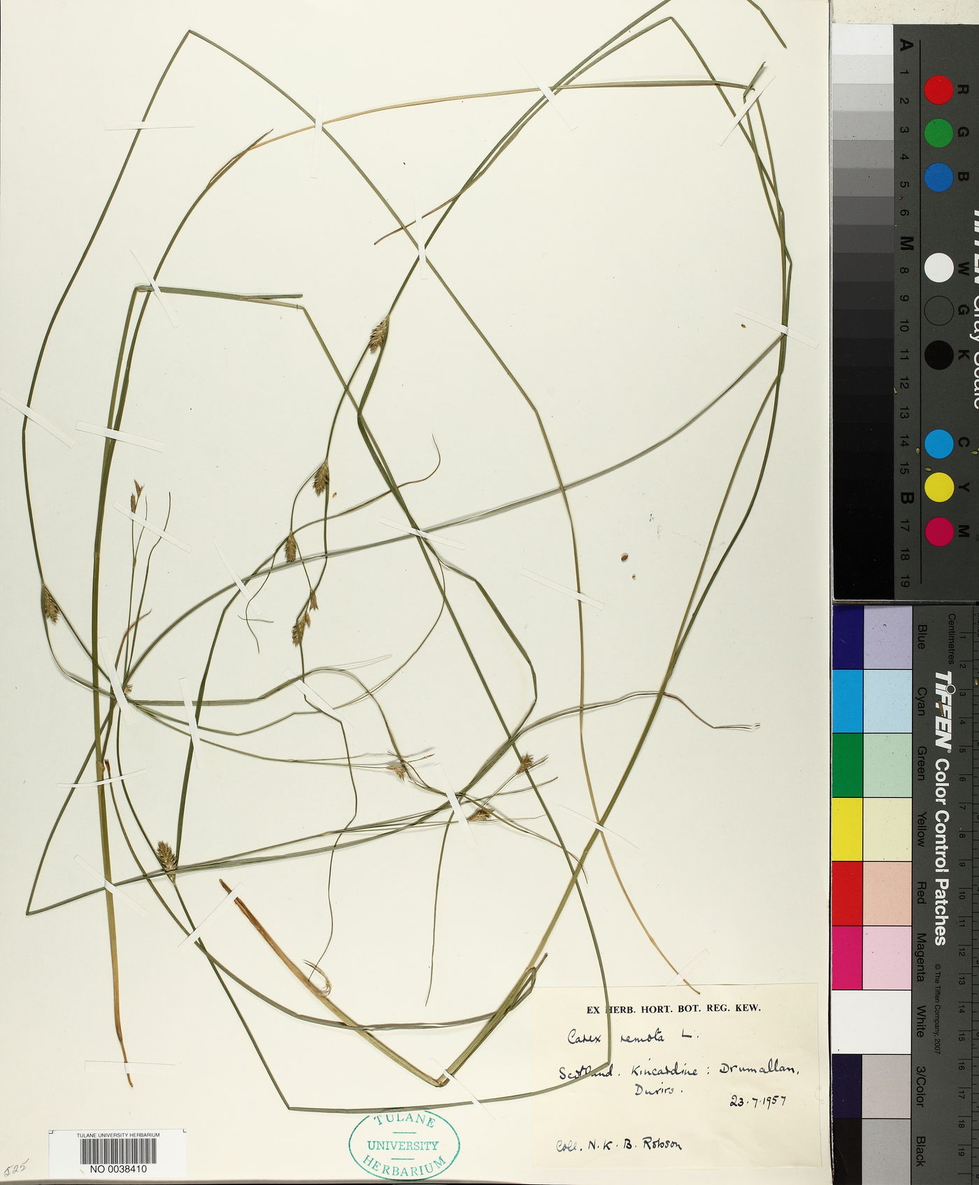 Carex remota image