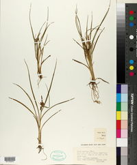 Carex serotina image
