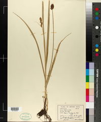 Carex vulpina image