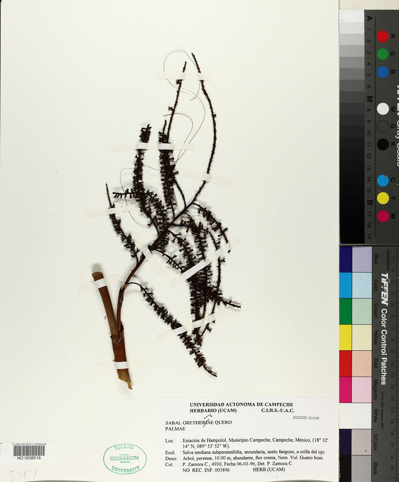 Sabal gretherae image