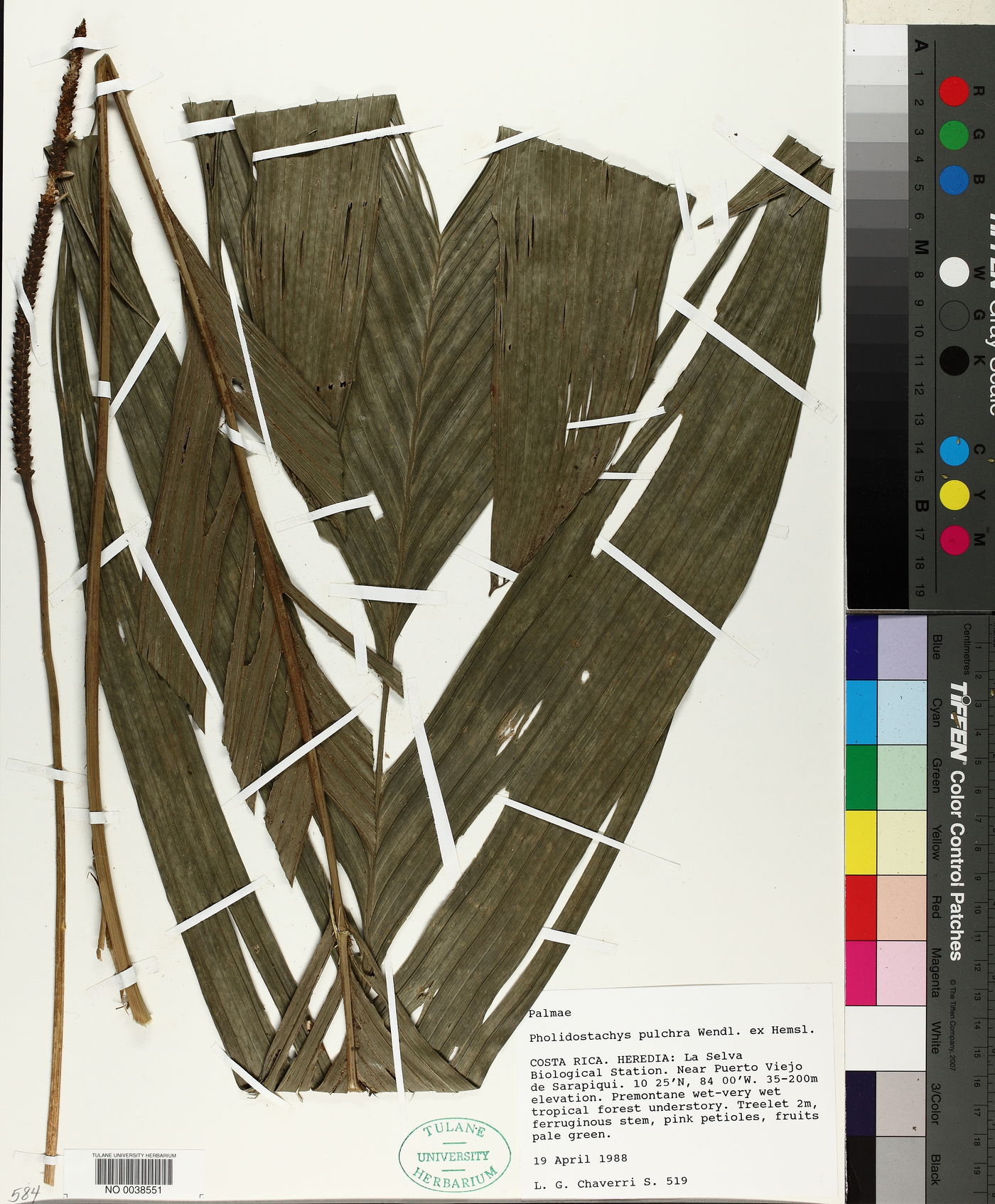 Pholidostachys pulchra image
