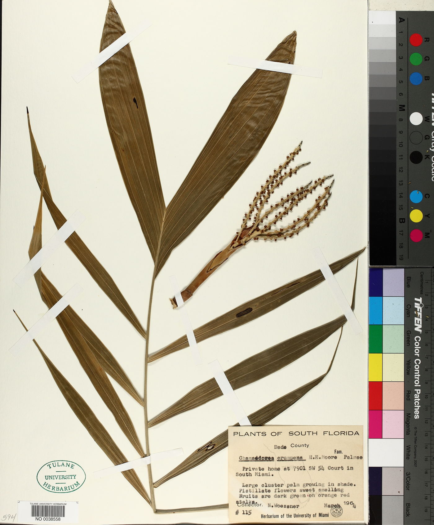 Chamaedorea erumpens image