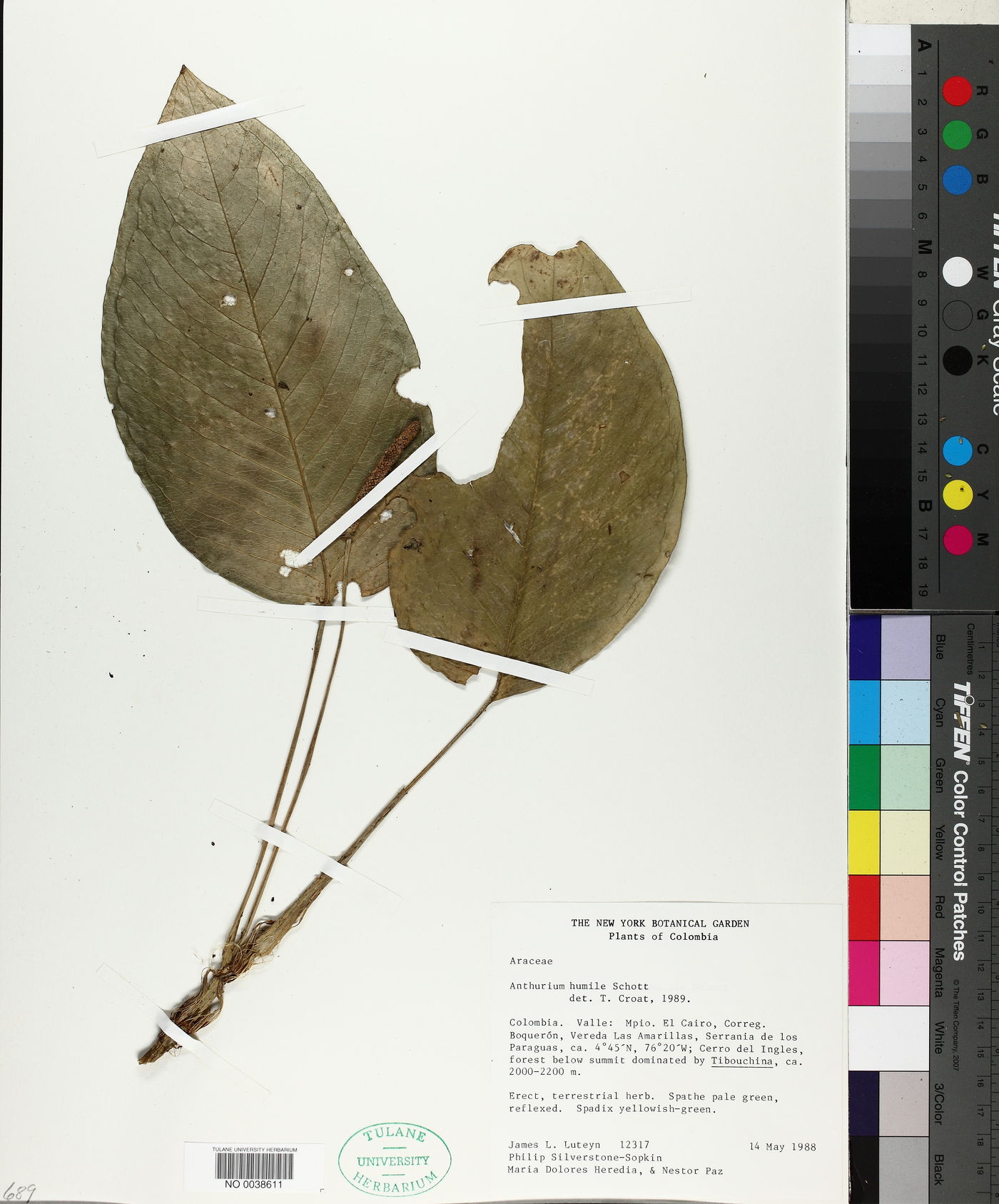 Anthurium humile image