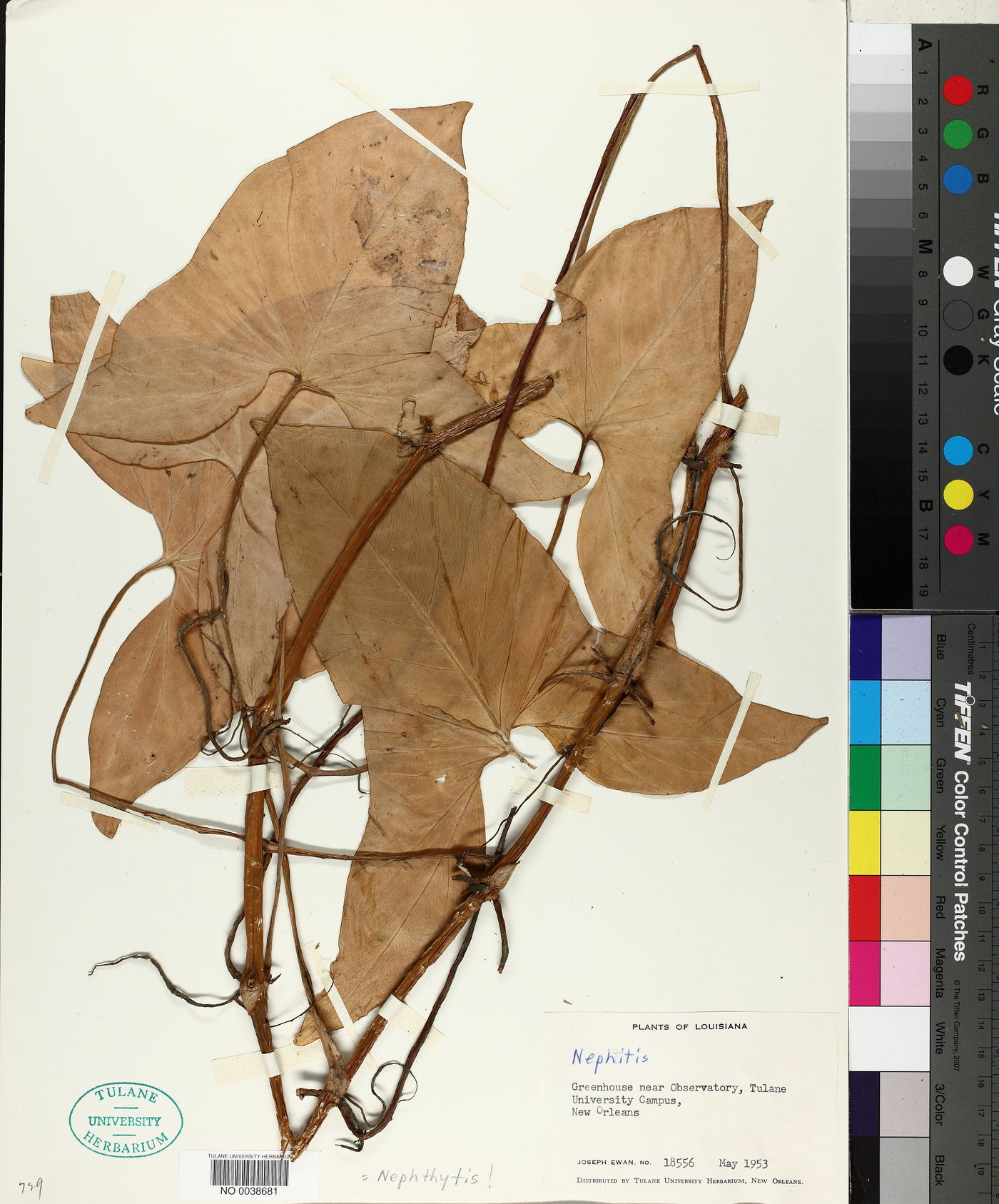 Nephthytis image