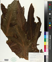 Philodendron bipinnatifidum image