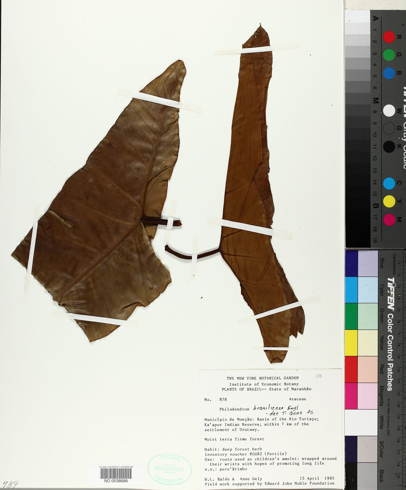Philodendron brasiliense image
