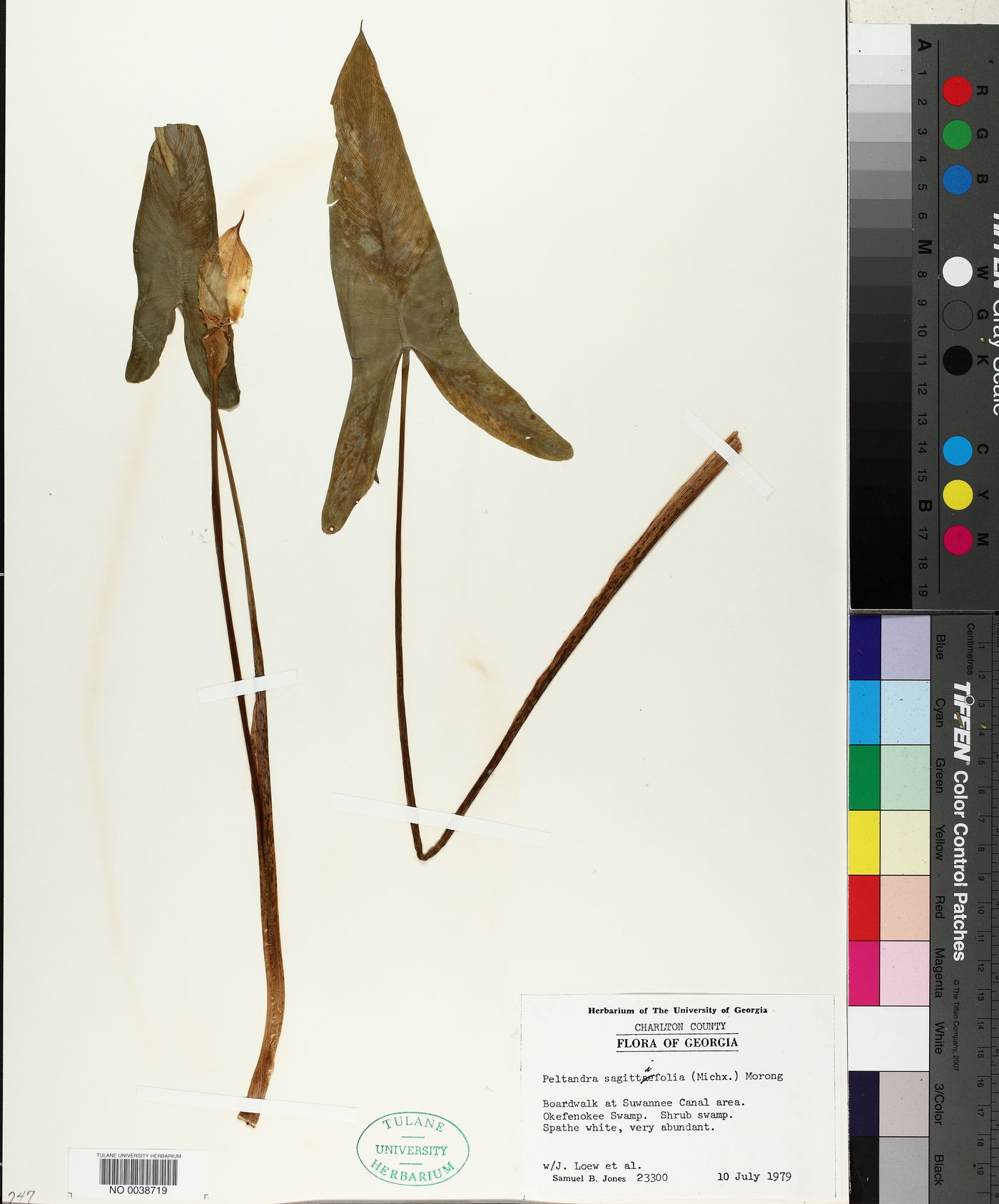 Peltandra sagittifolia image