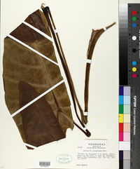 Alocasia longiloba image