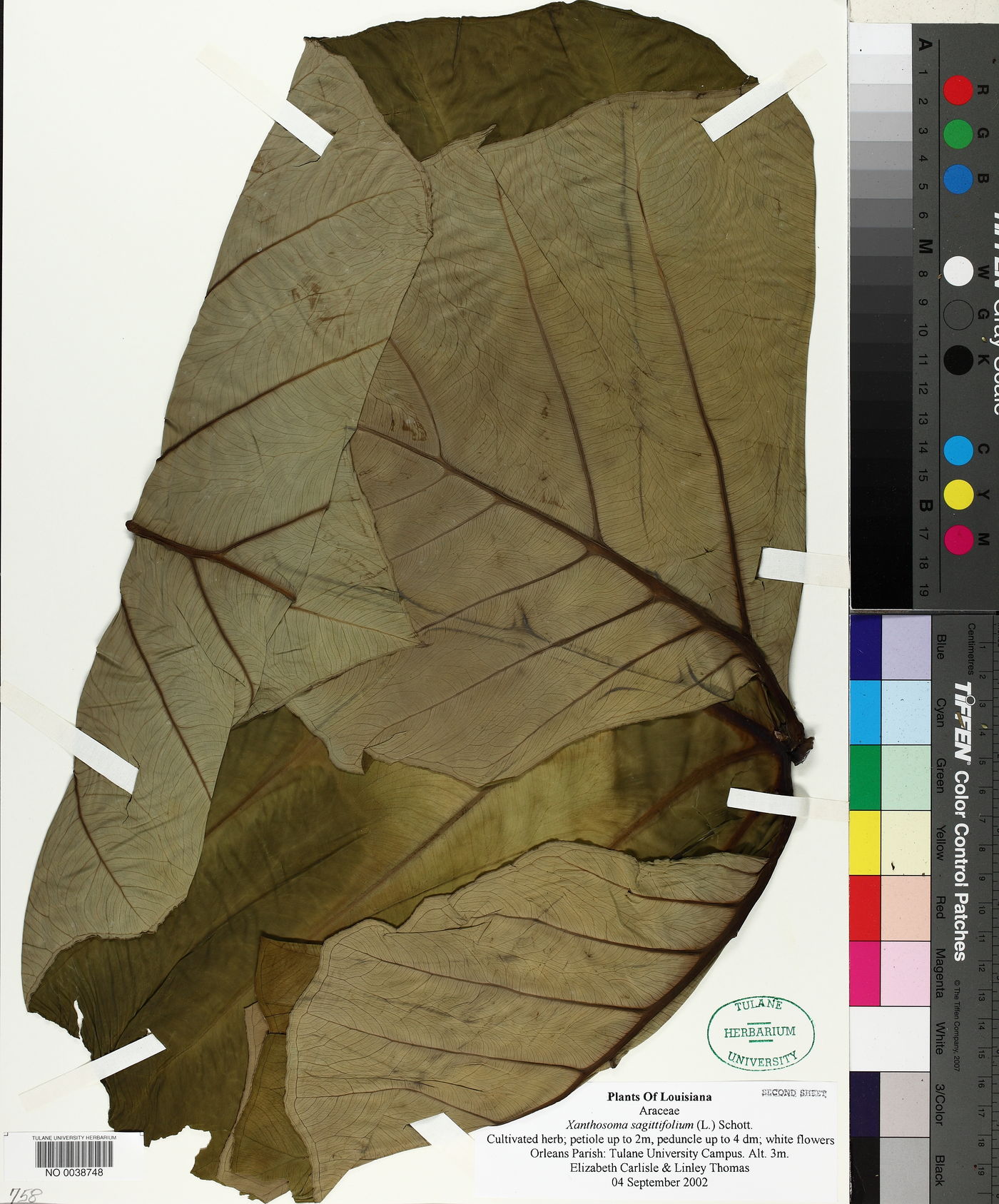 Xanthosoma sagittifolium image