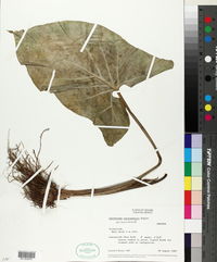 Xanthosoma yucatanense image