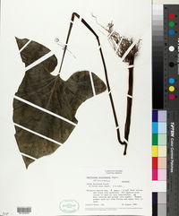 Xanthosoma yucatanense image