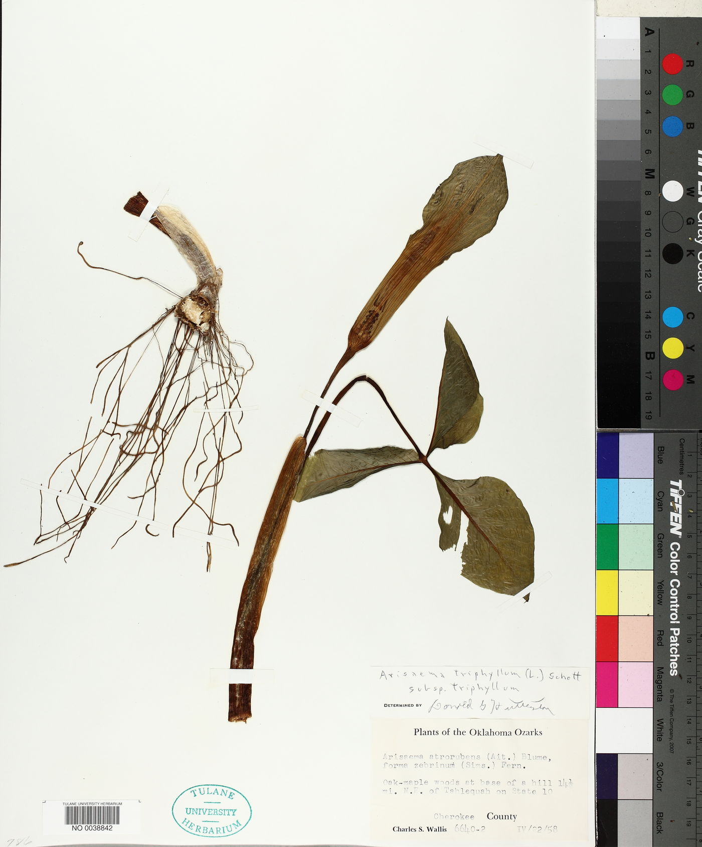 Arisaema triphyllum subsp. triphyllum image