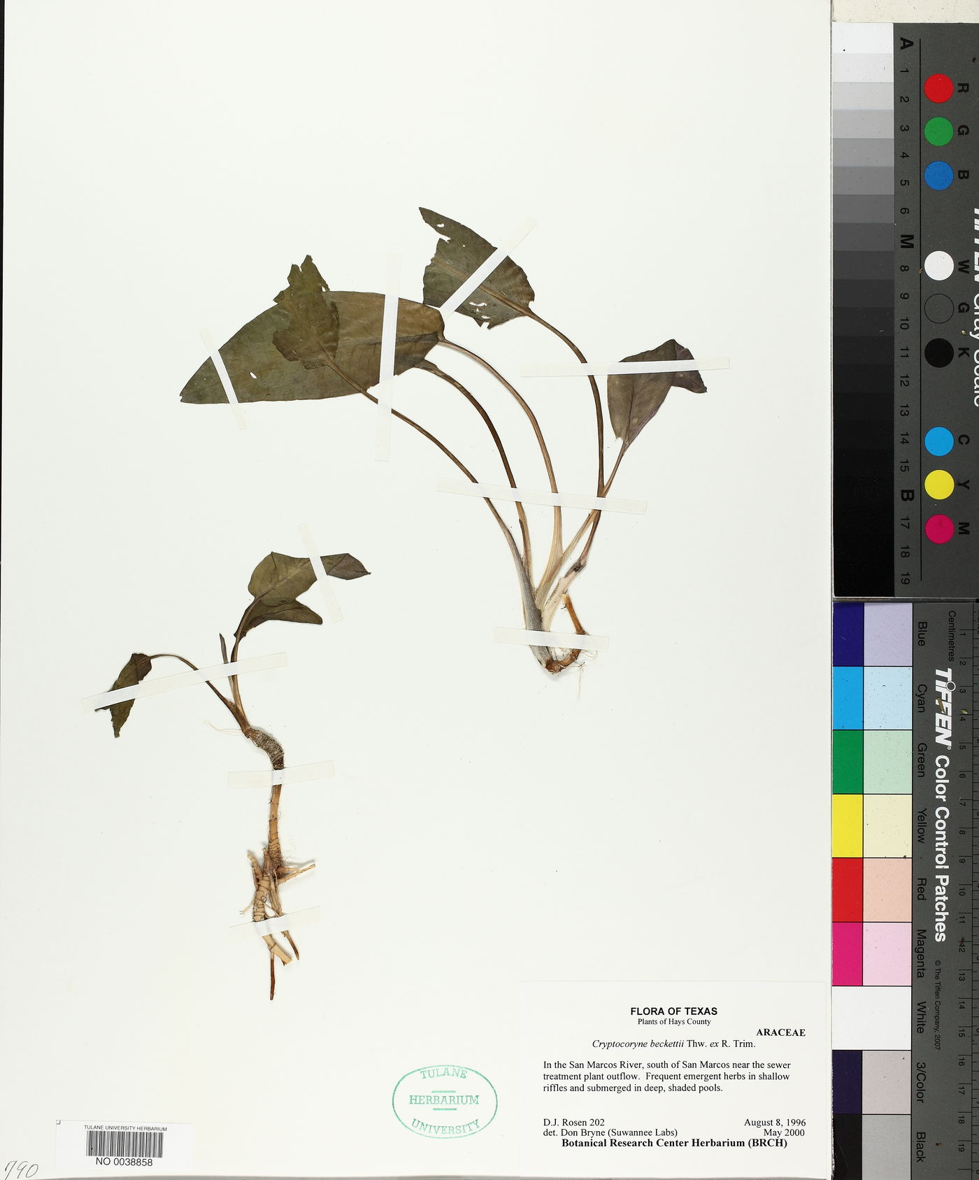 Cryptocoryne beckettii image