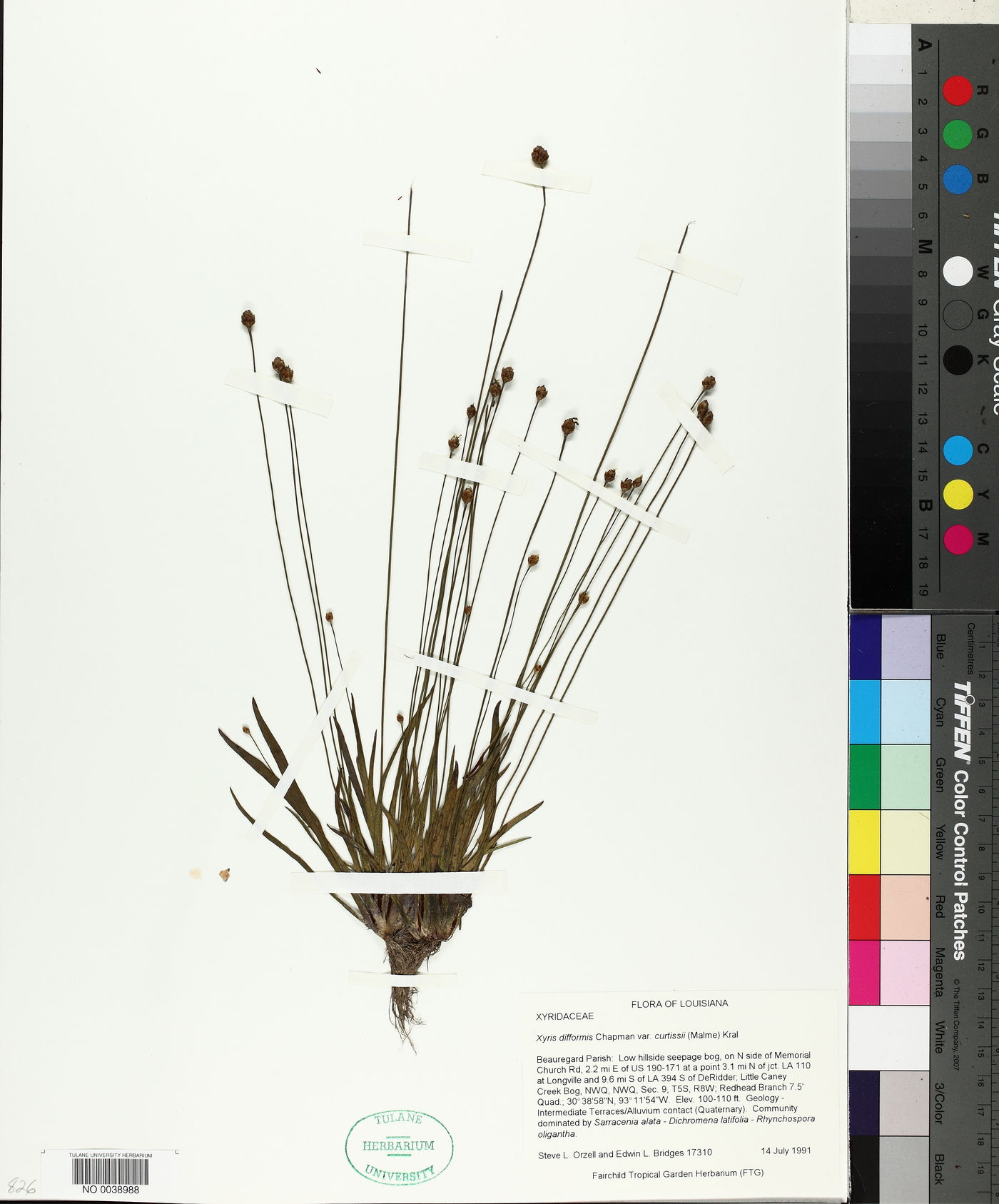 Xyris difformis var. curtissii image