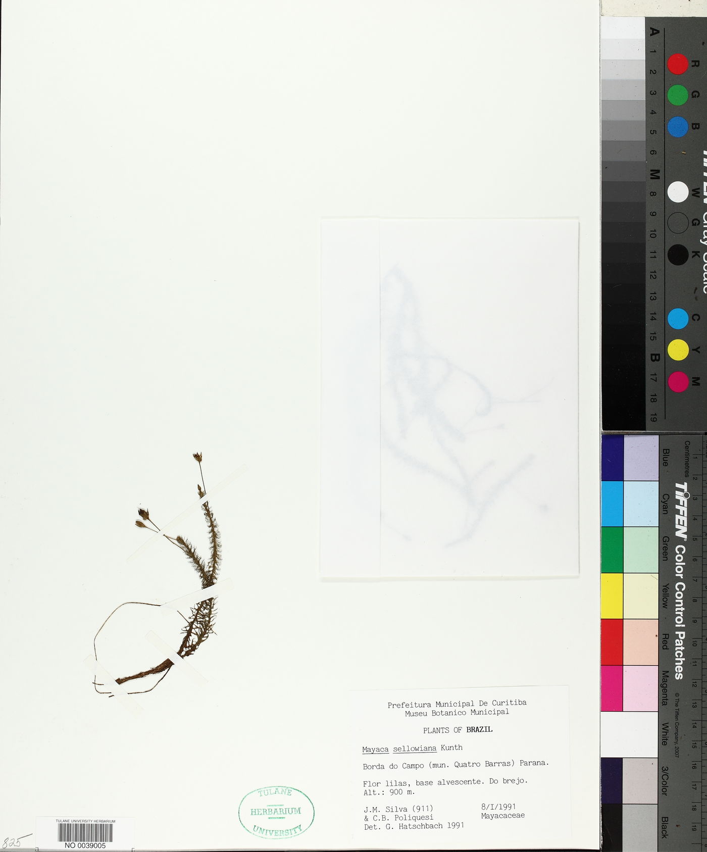 Mayaca sellowiana image